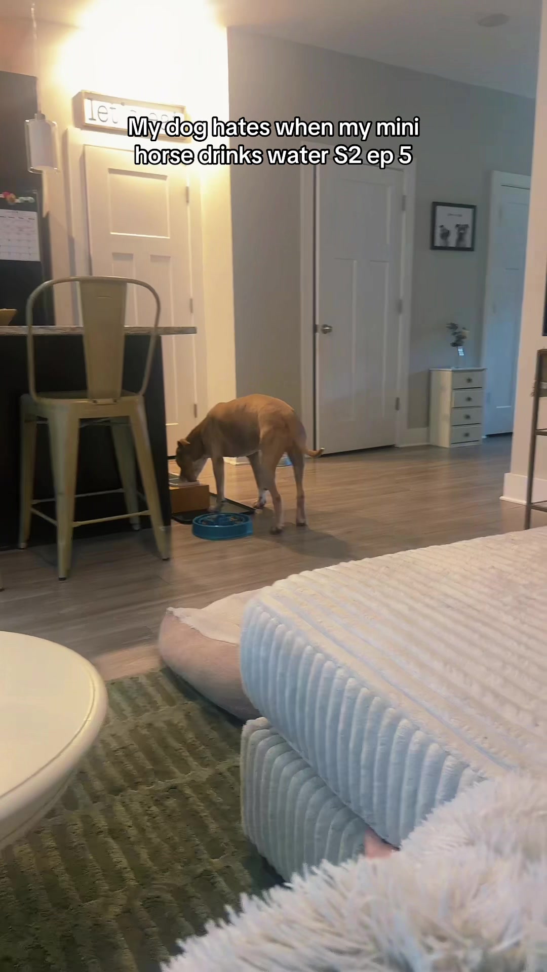 @Cody the Chi & The Spare Ones