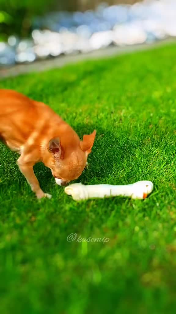 @bienchen der mini chihuahua