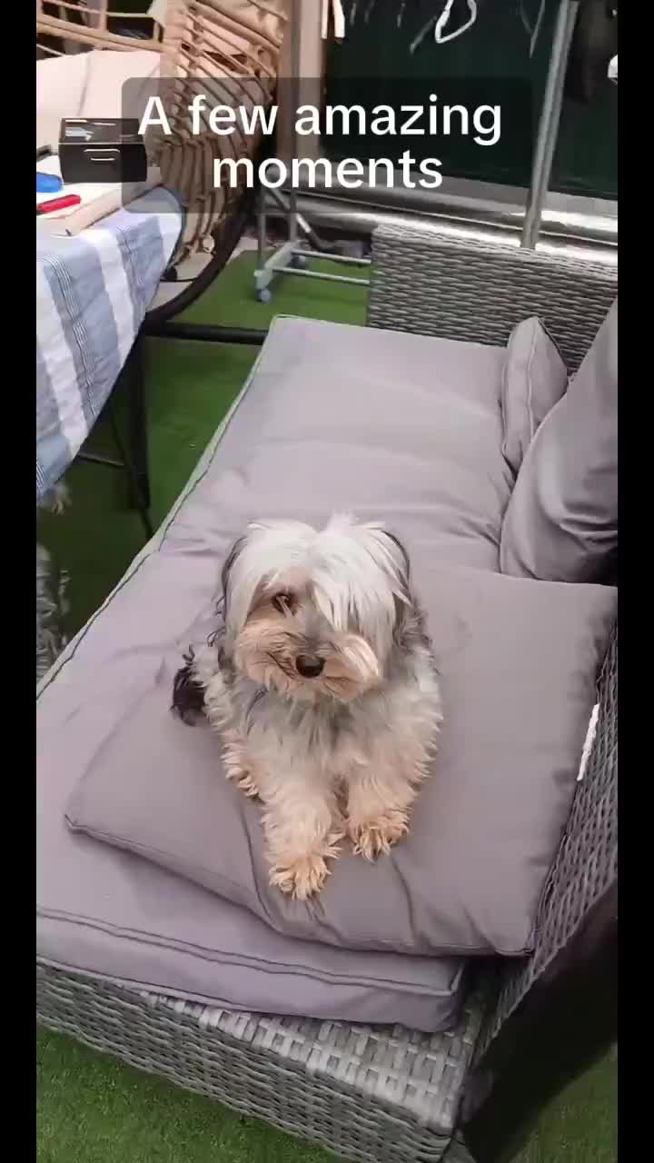 @paws.and.peace
