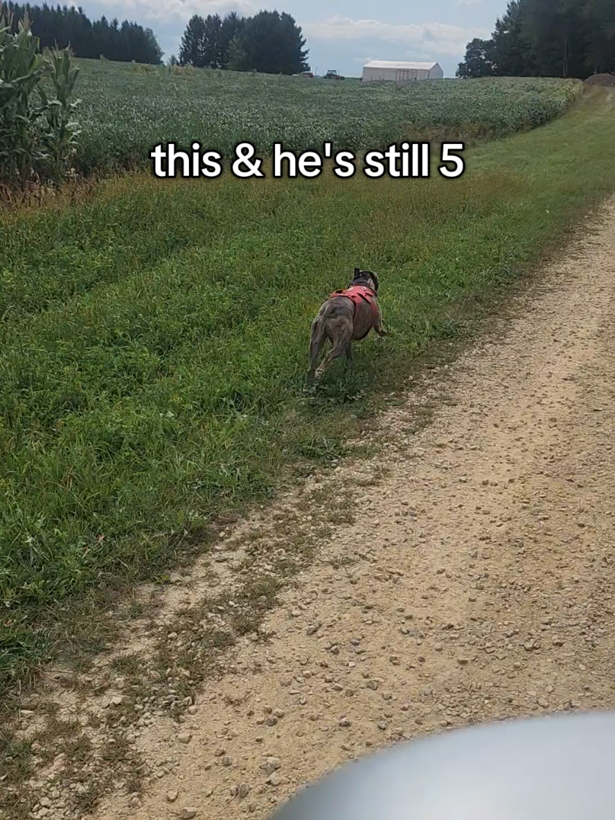 @abugstory
