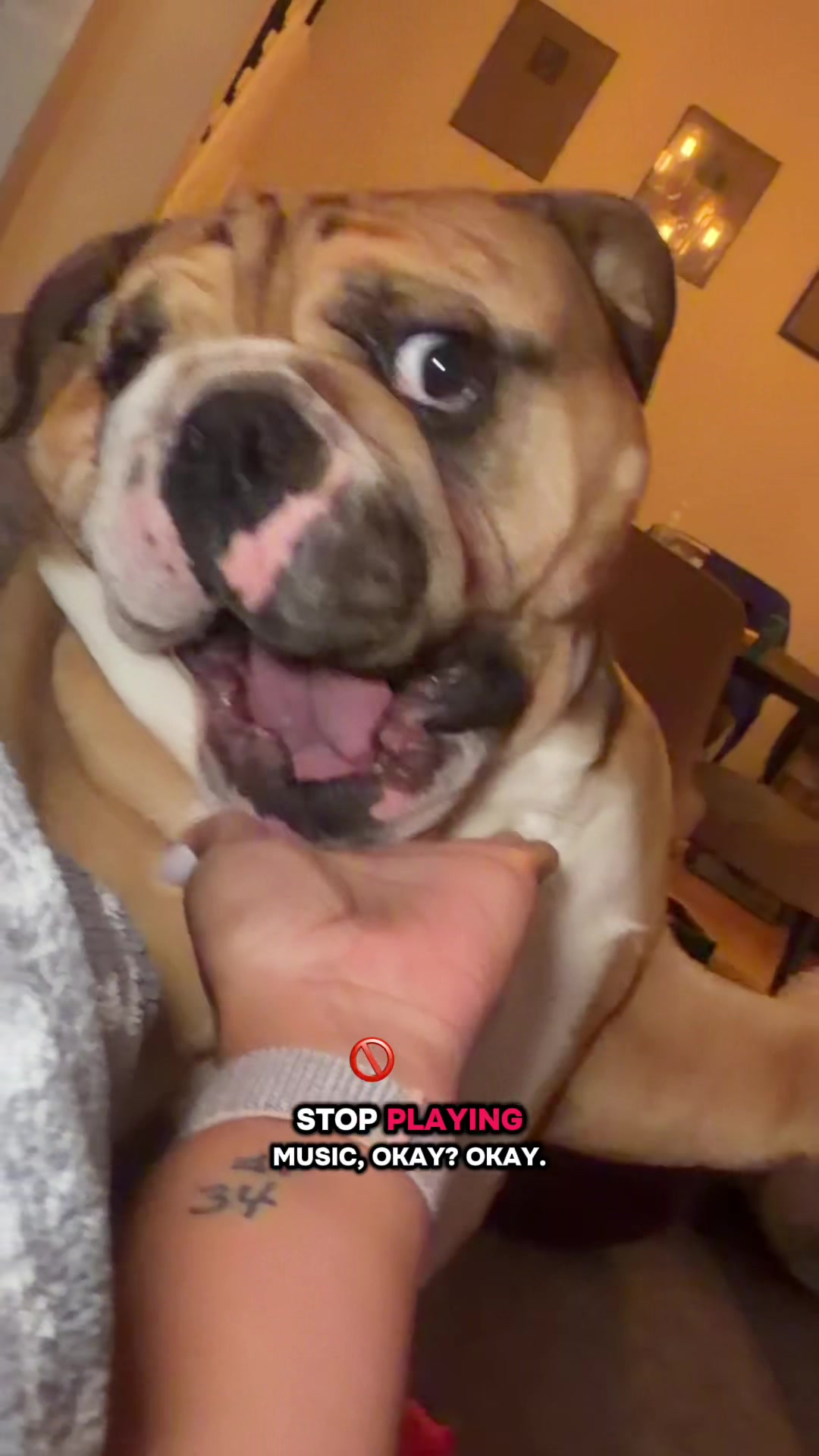 @Thurgood Marshall The Bulldog