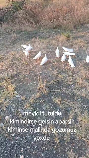 @RƏŞAD 059