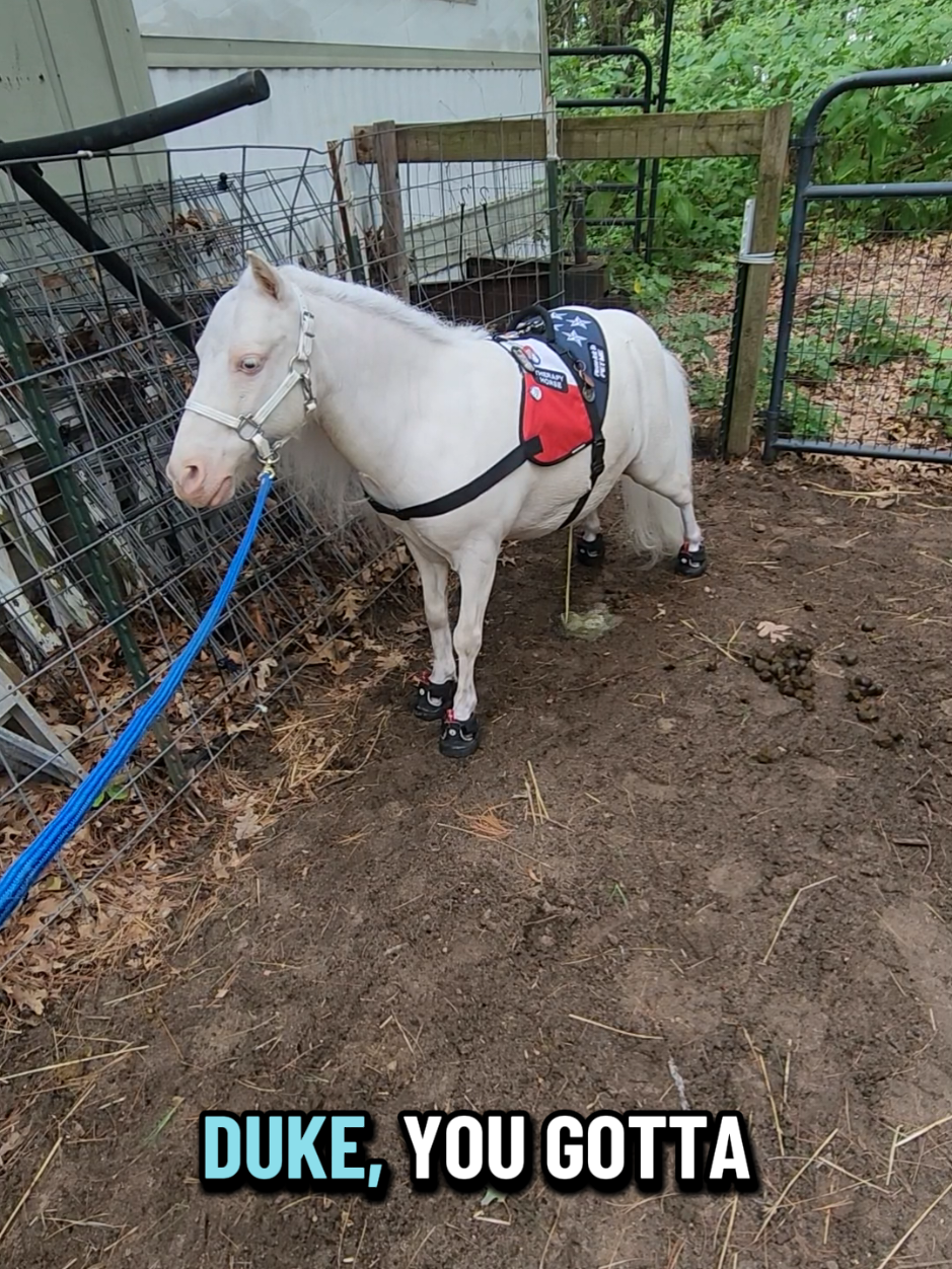 @minihorsemomandtrainer🐴🐴🐴🐴