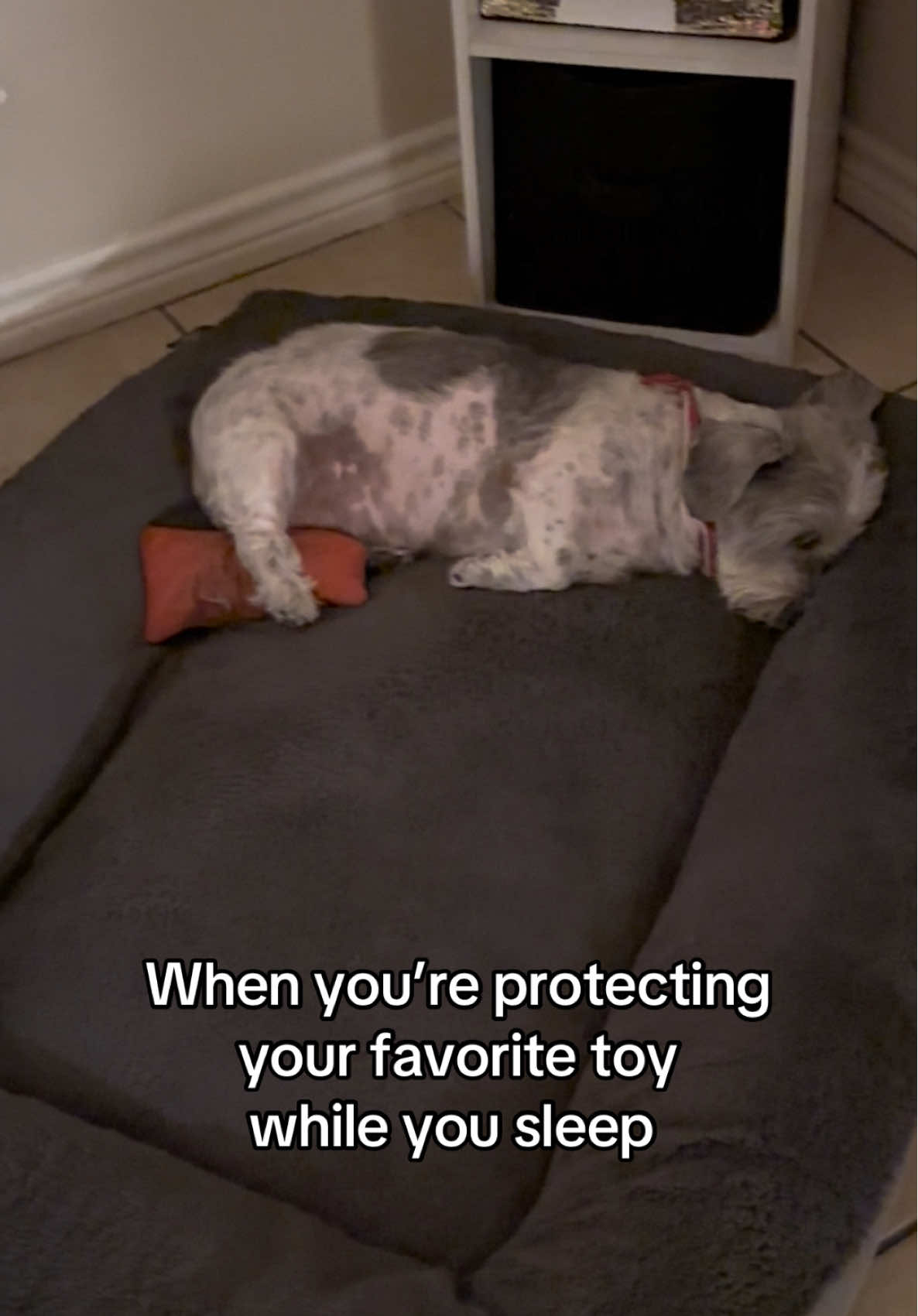 @Harley & Stormy