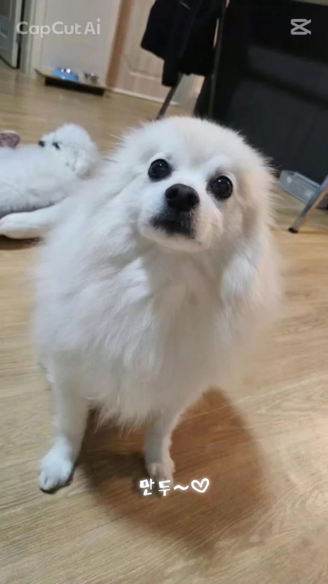 @만두탱이
