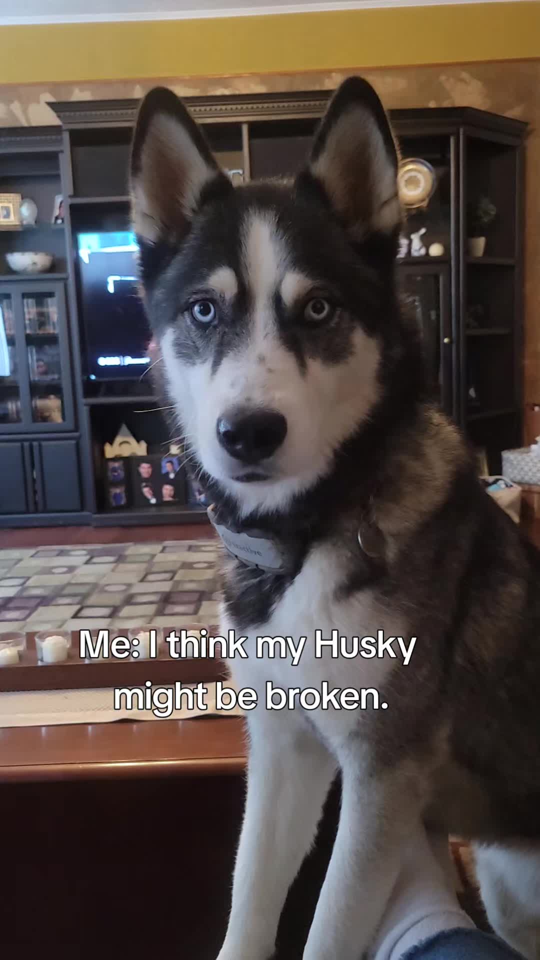 @the Hussey Husky