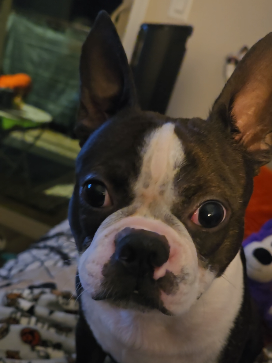 @Sir Leo the Terrier