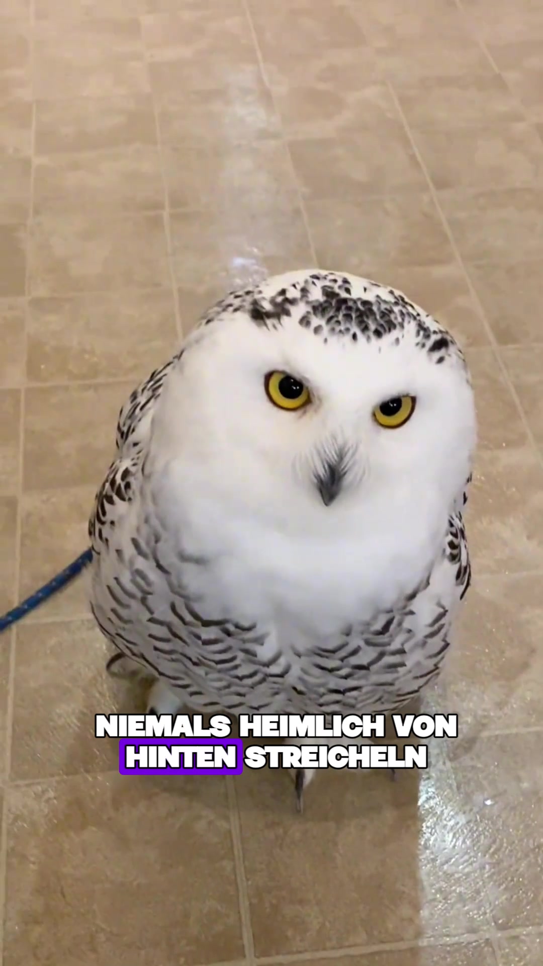 @Tierheim