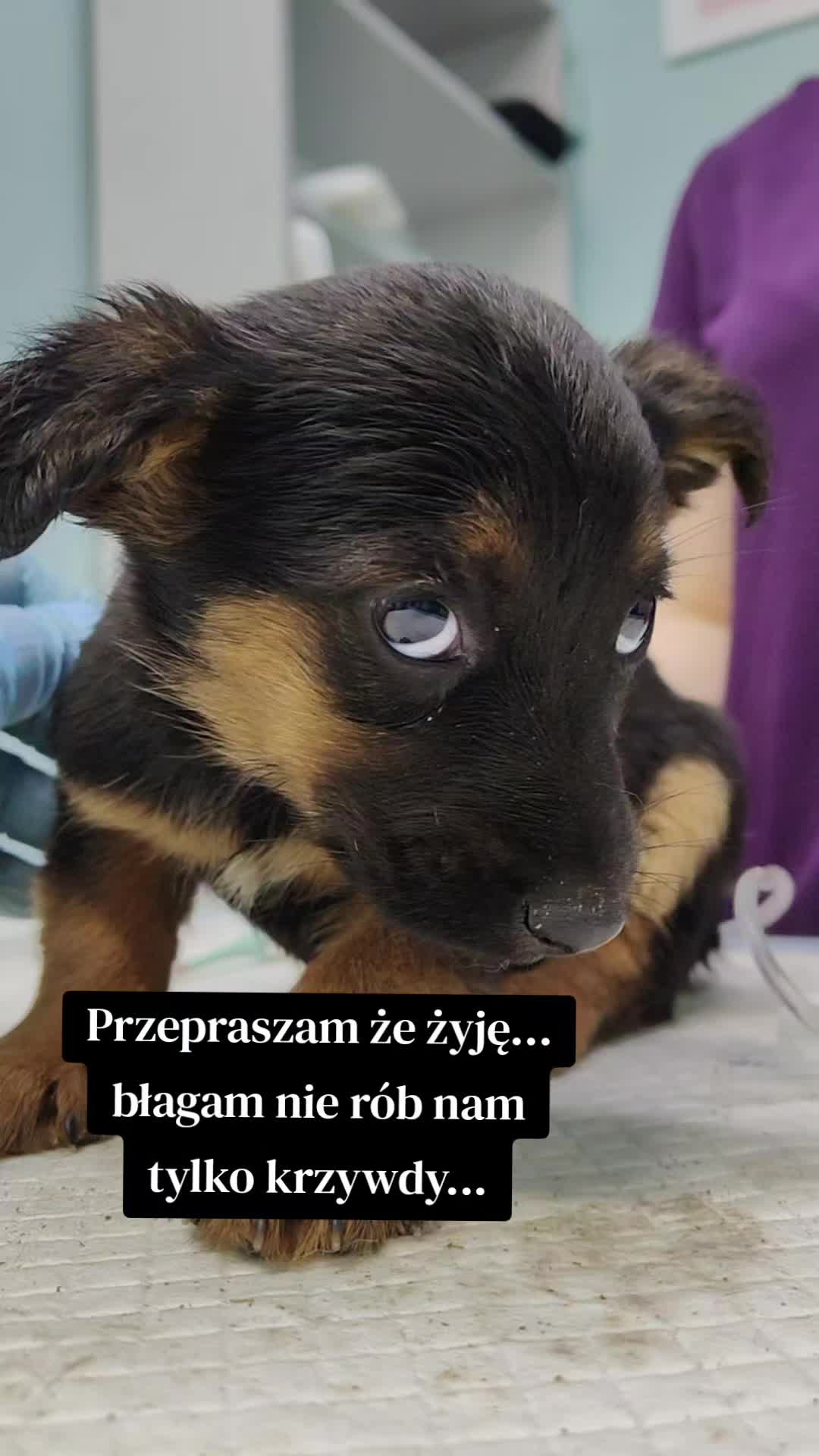 @fundacja4paws