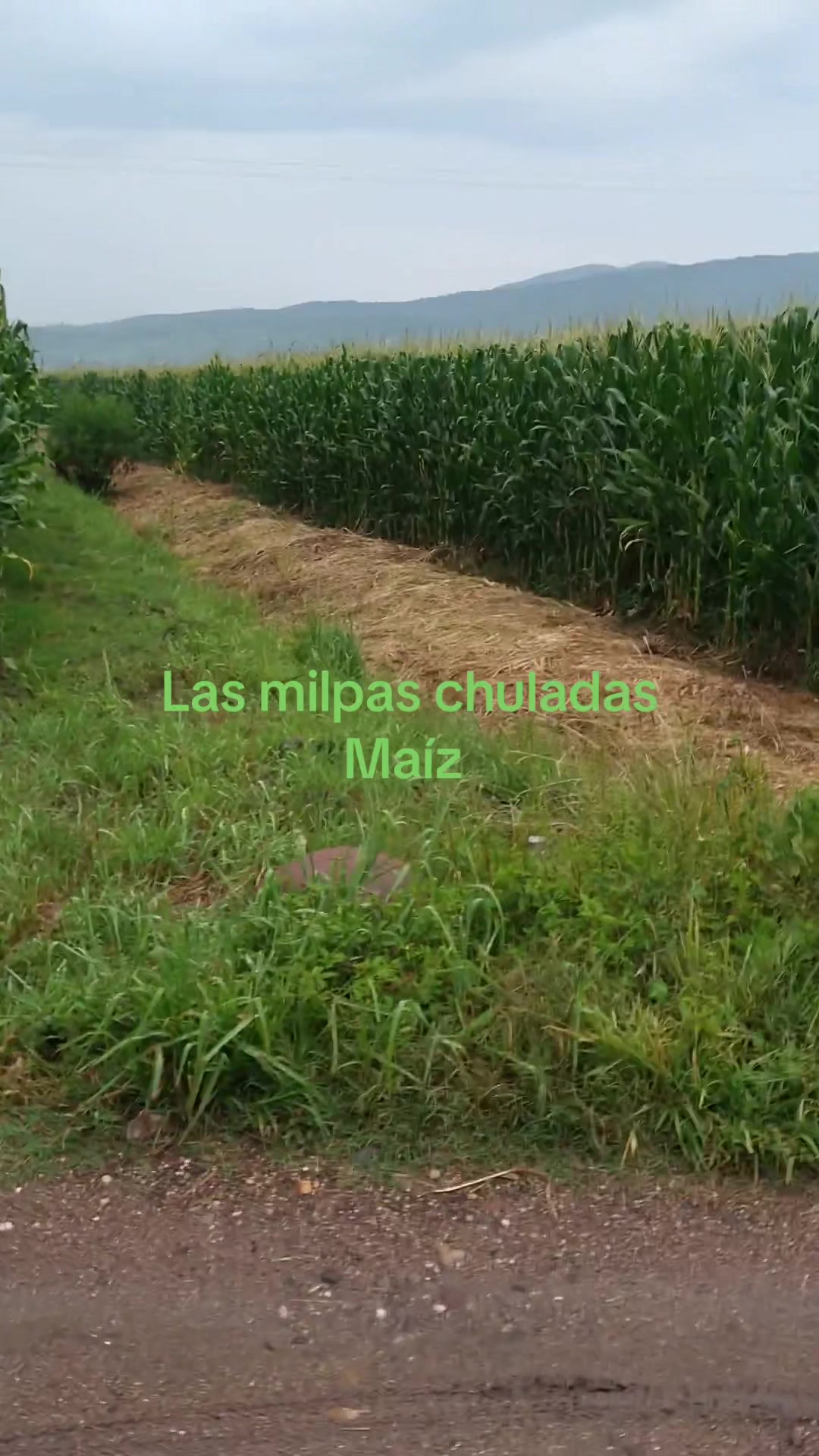 @antonysaavedra55