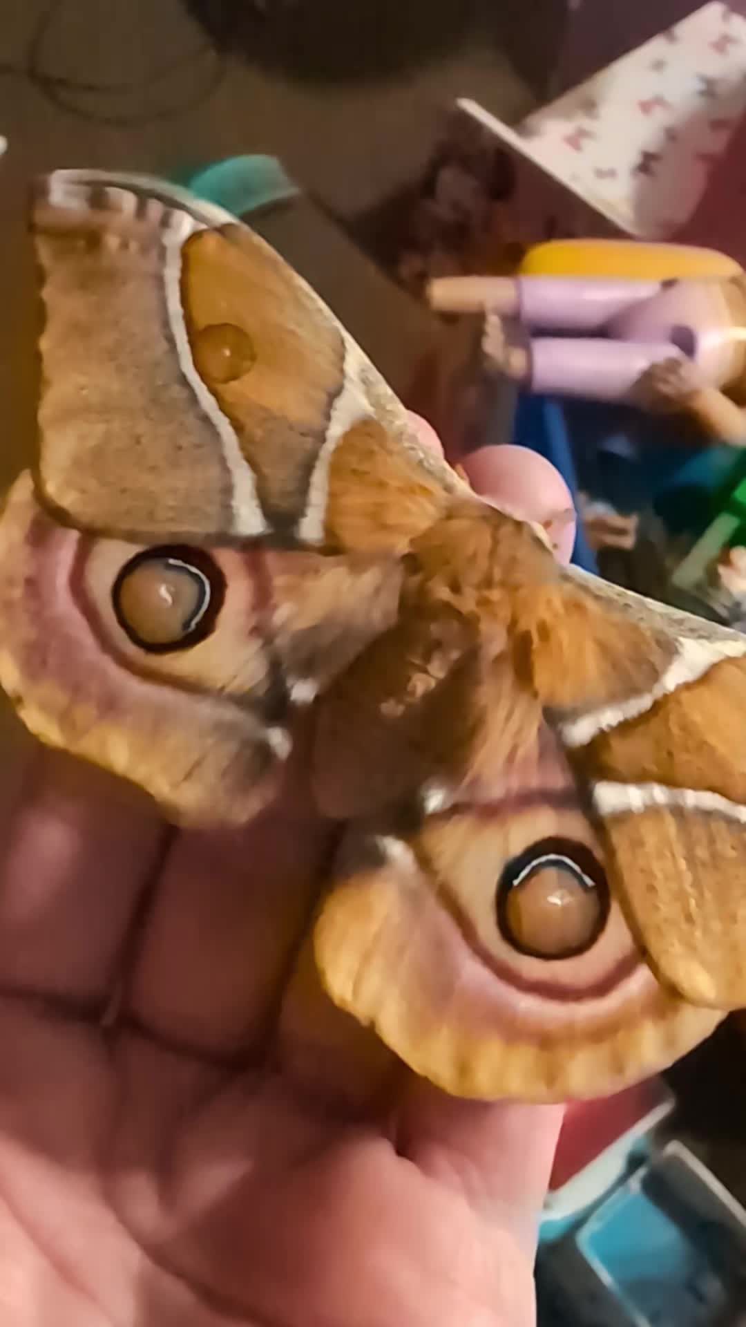 @PapilioDani