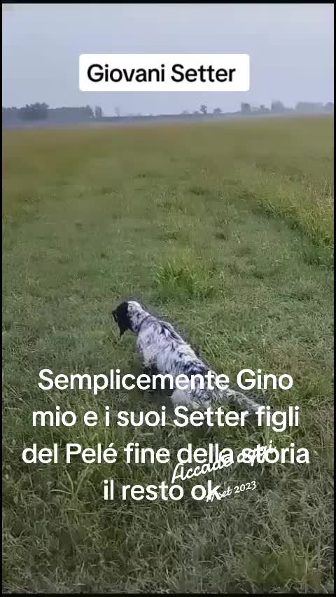 @antoniocasaroricc