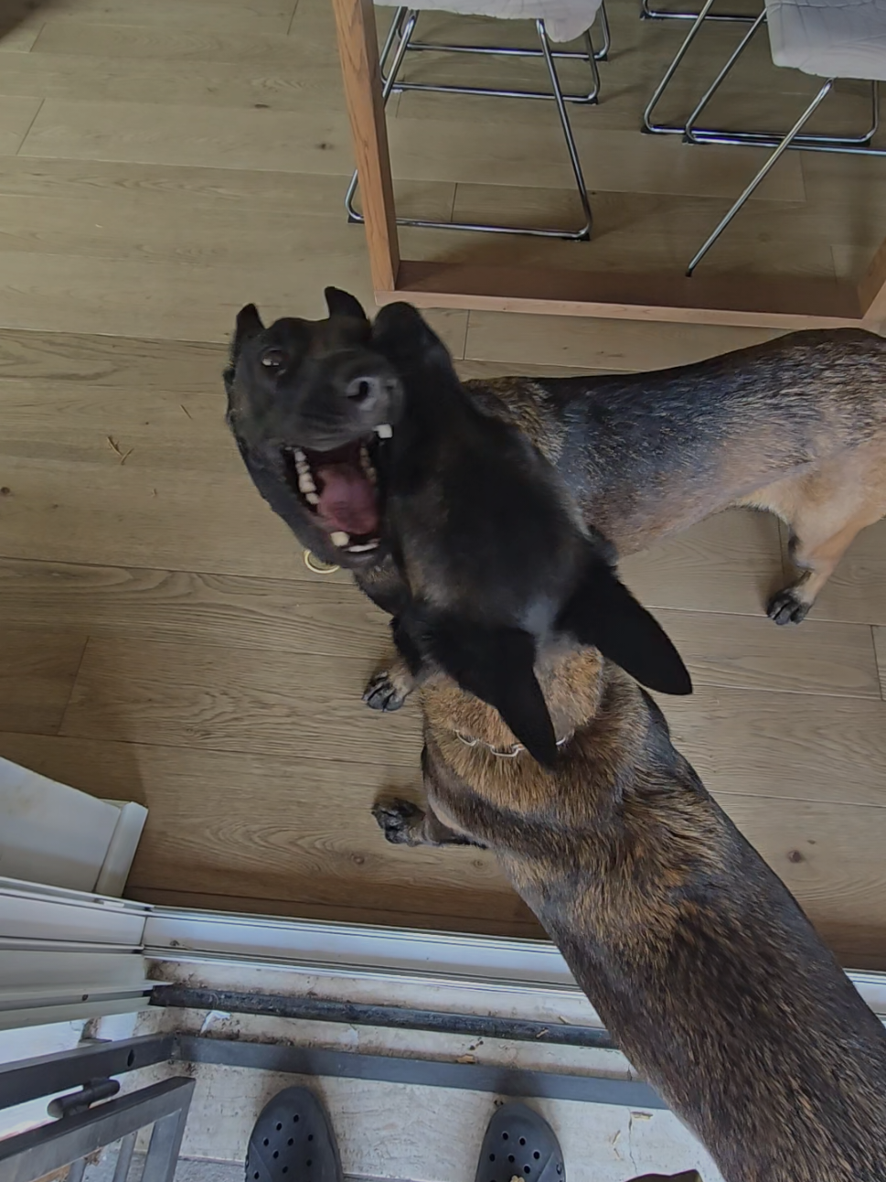 @Morgè_Malinois