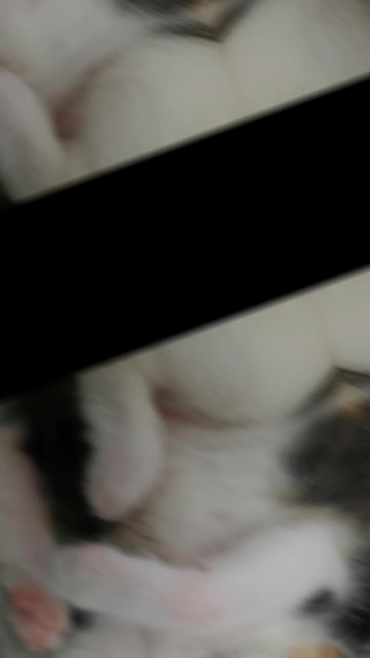 @โö๐โฏ๐๐๐ถ๐๐ถ ๐