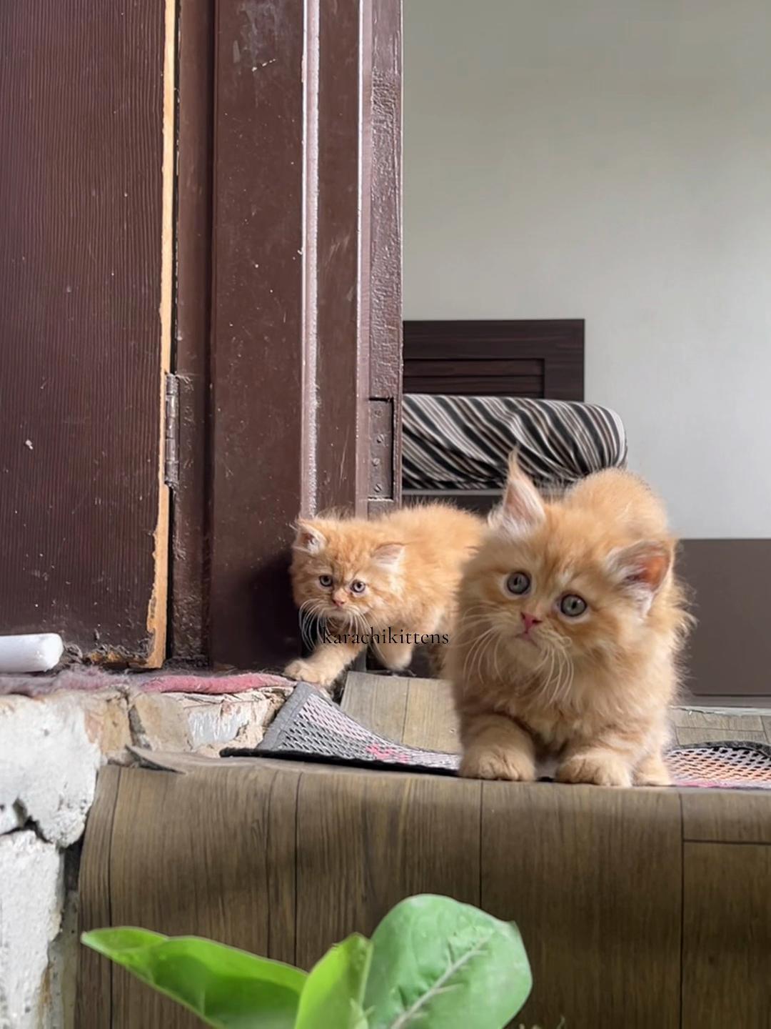@karachikittens