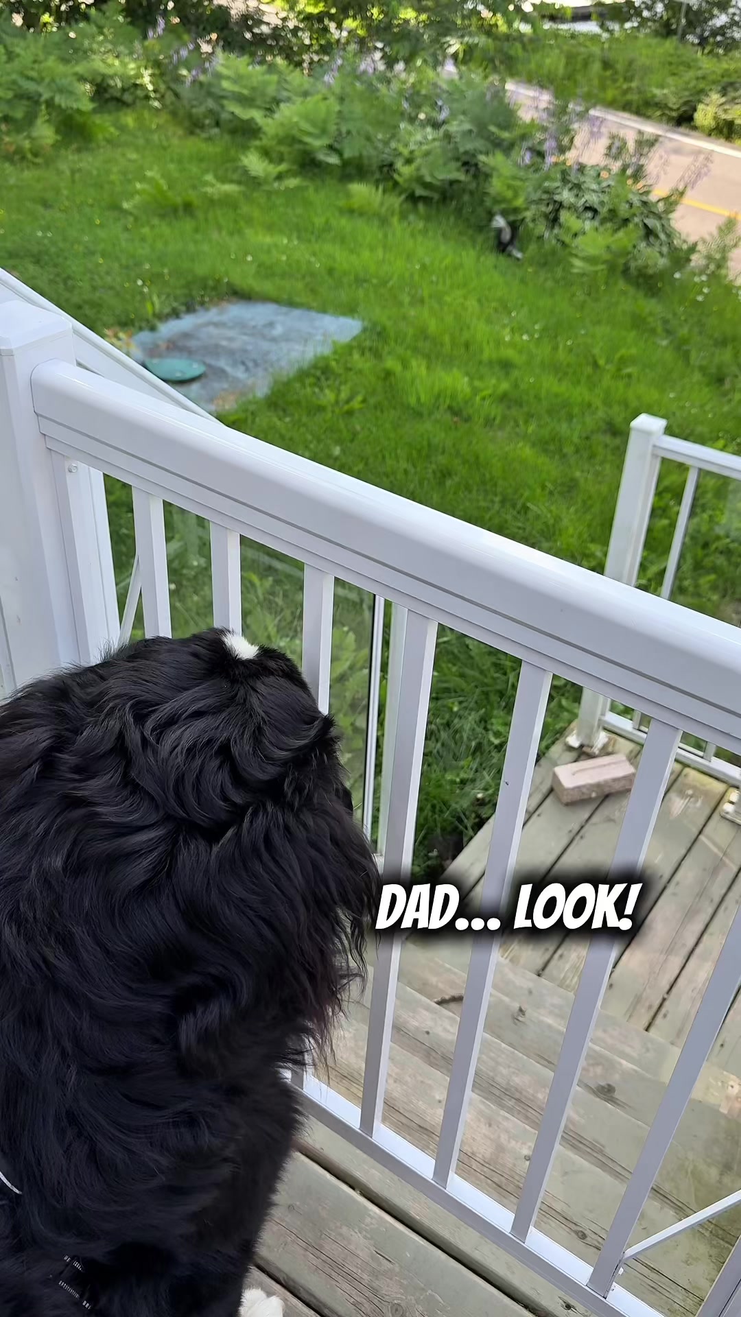 @Woody The Bernese
