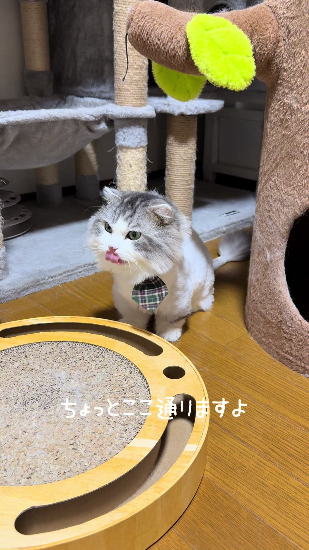 @ネコたまちゃんねる