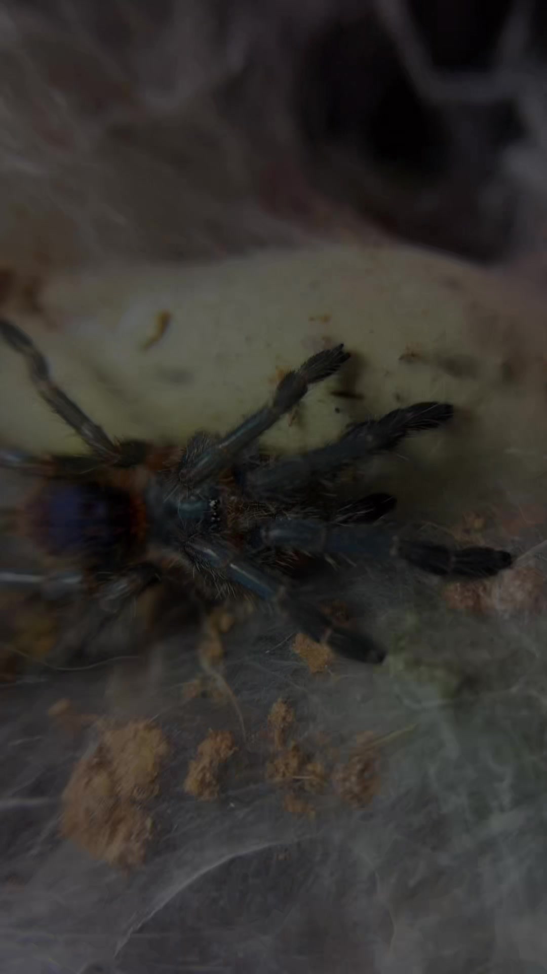 @Tori Spiders