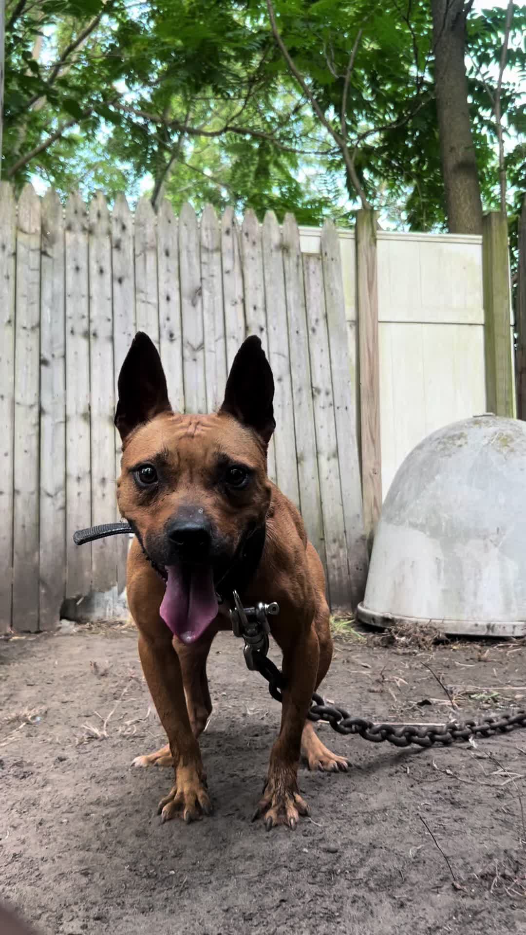 @themreal_hounds