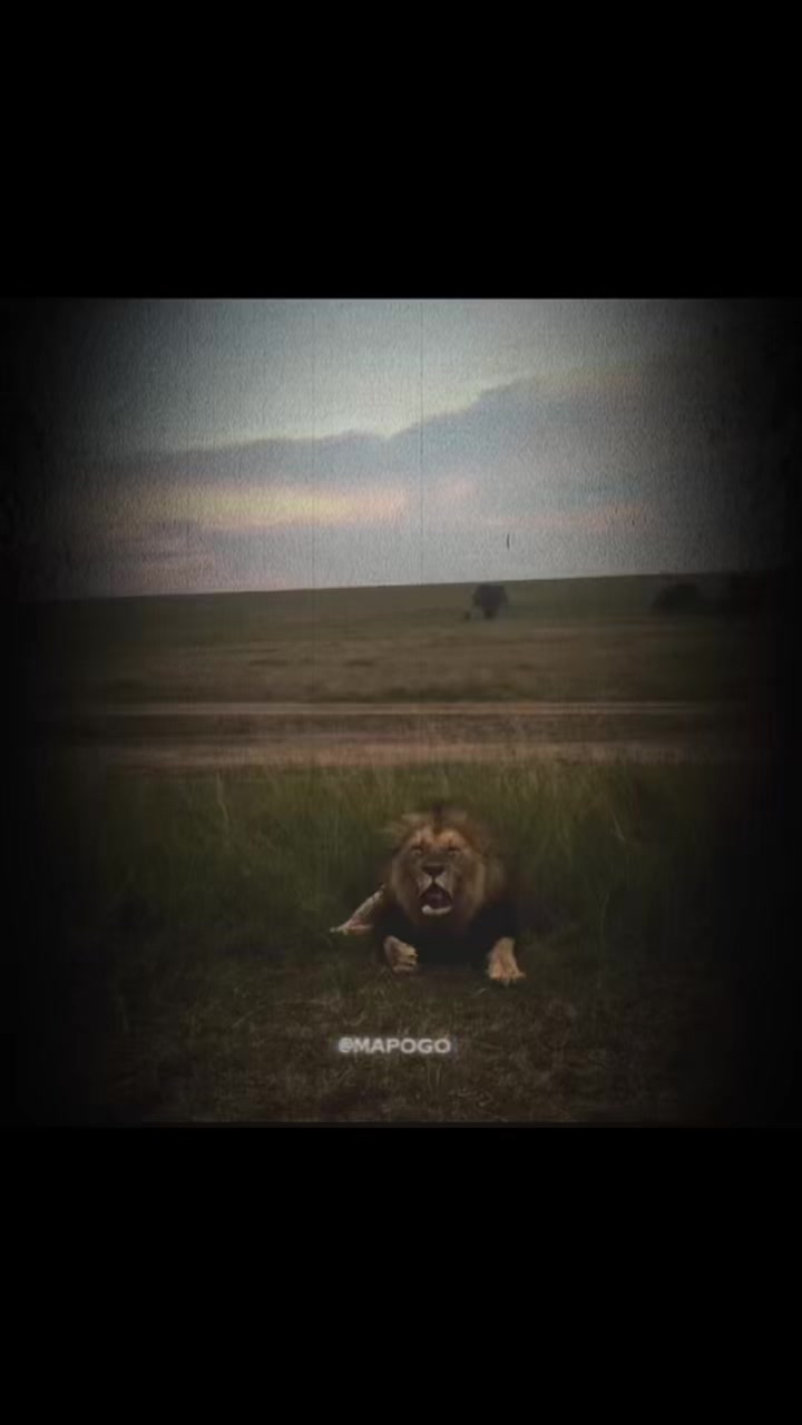 @MAPOGO