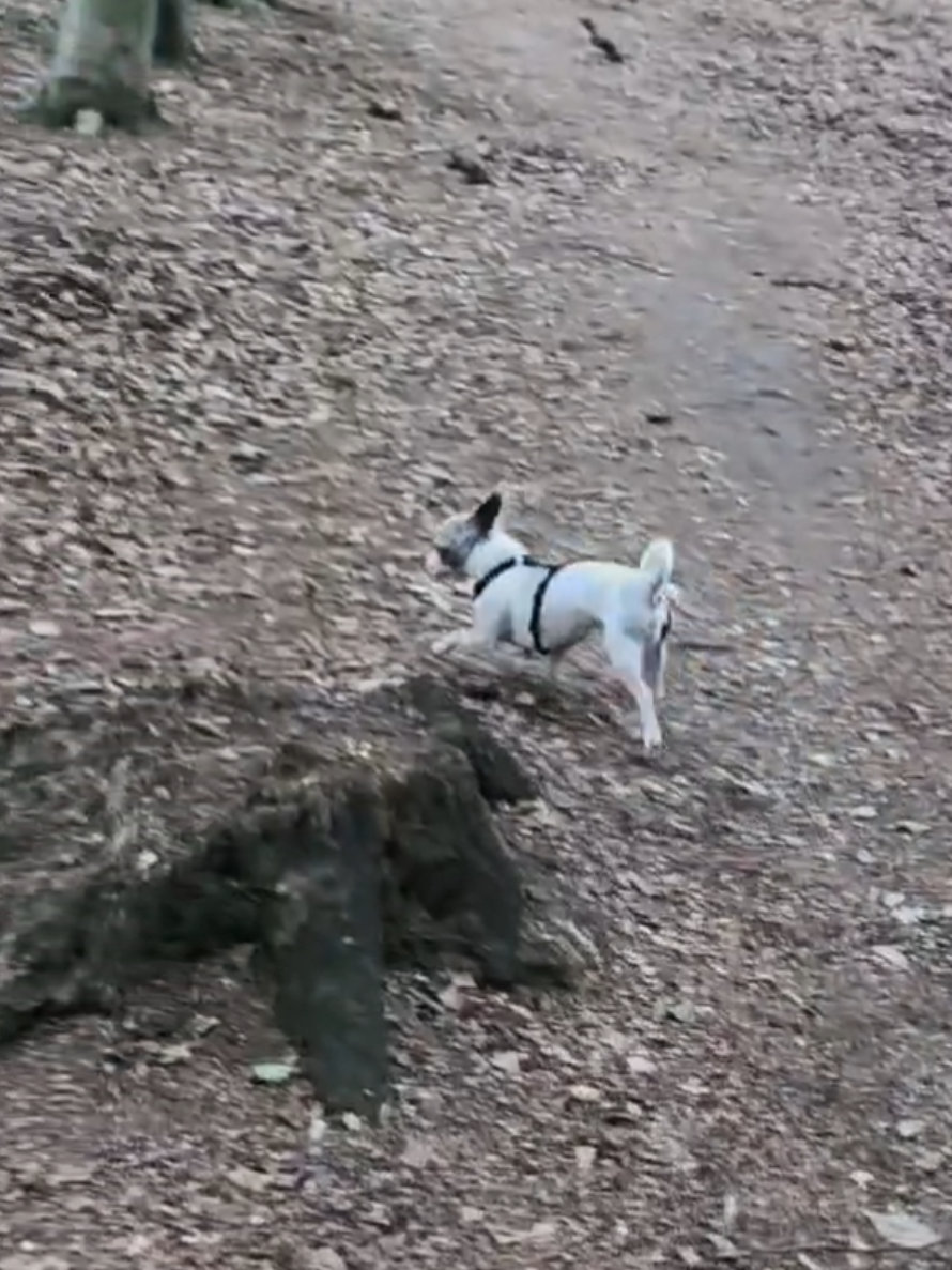 @Jerry_Coby_Chihuahua