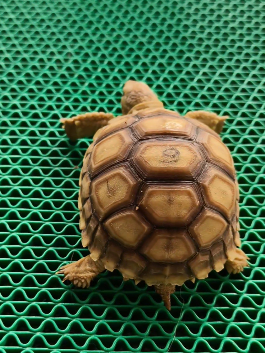 @ReptileTeamSby