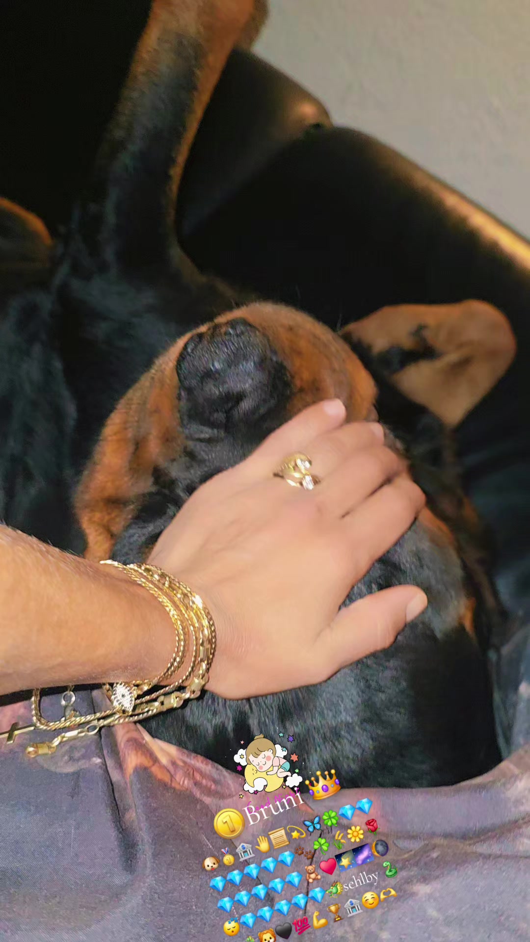 @Rottweiler Bruno
