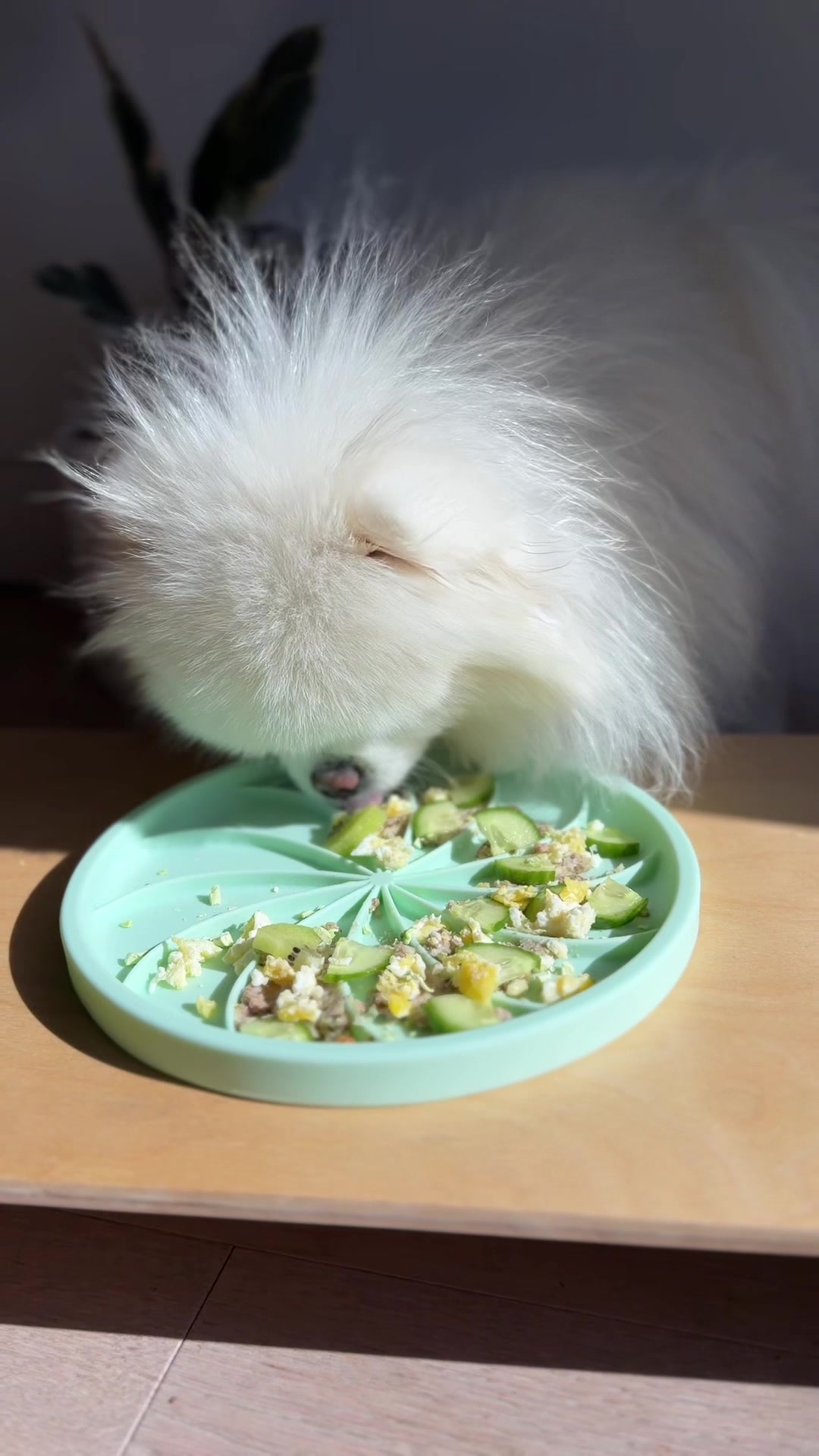 @lil.fluff.ball_mochi