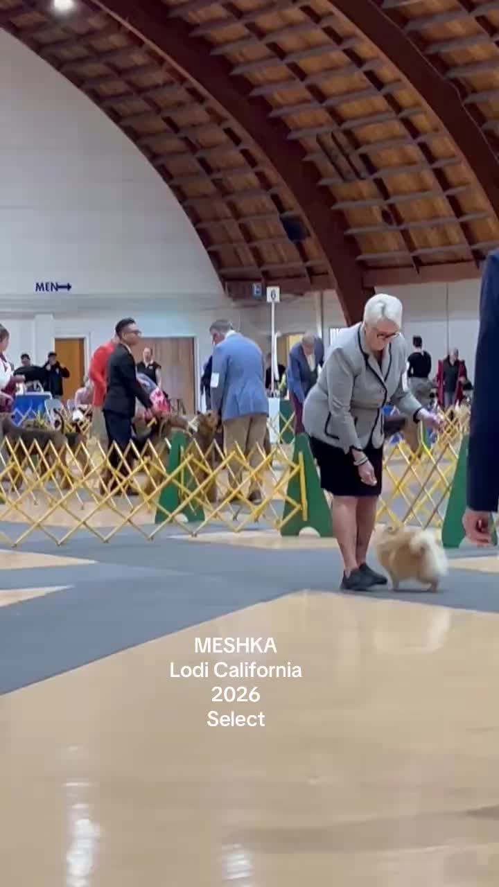@Life of MESHKA the Pomeranian