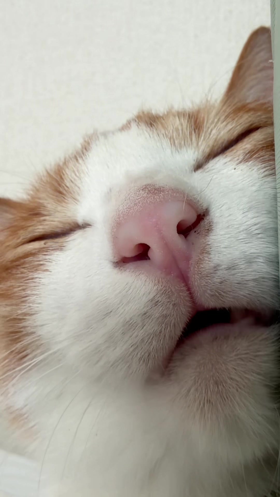 @猫のはっさく
