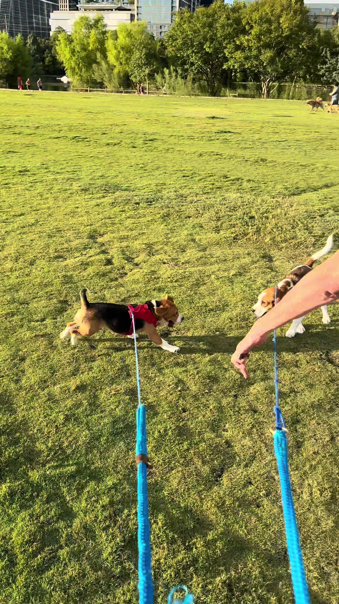 @Bogey the Beagle