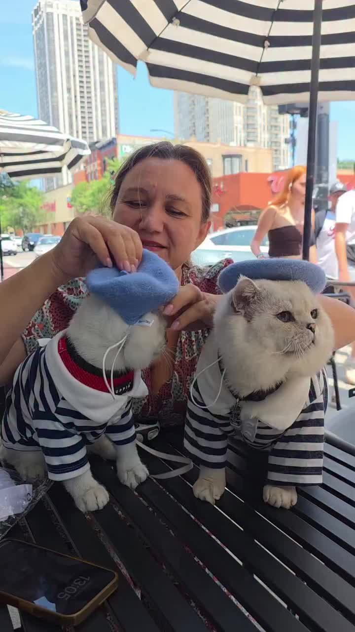 @LorettaBritish Cat