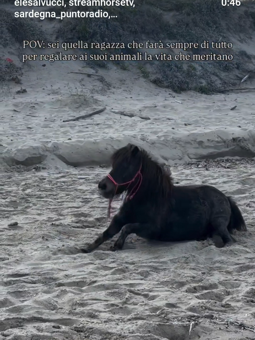 @streamhorse