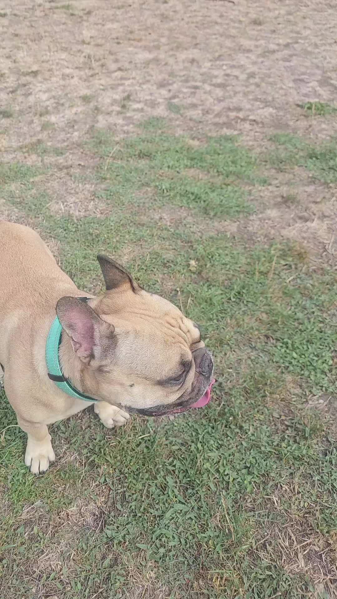 @Tyrion-the-frenchie/Cyrus23