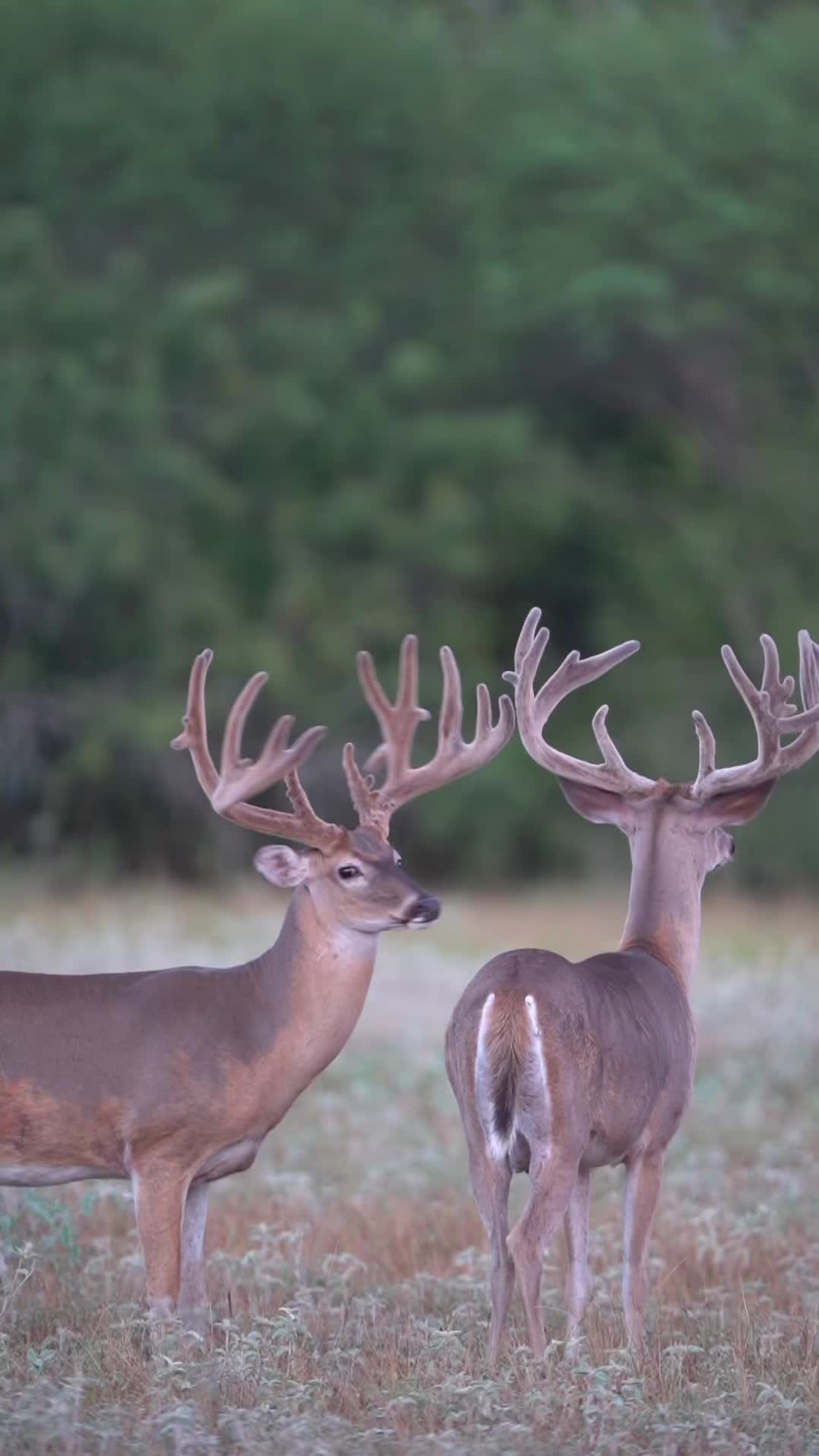 @South Texas Whitetails
