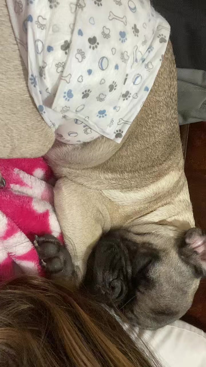 @Puggo ❤️