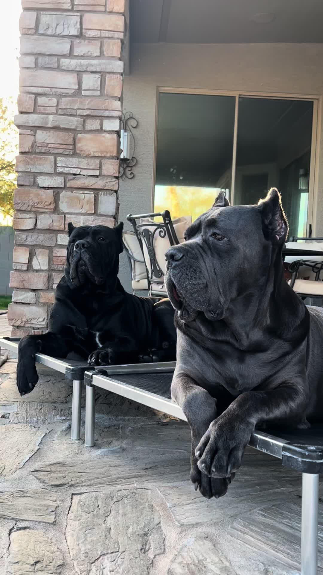 @Phoenician Cane Corso Stormi