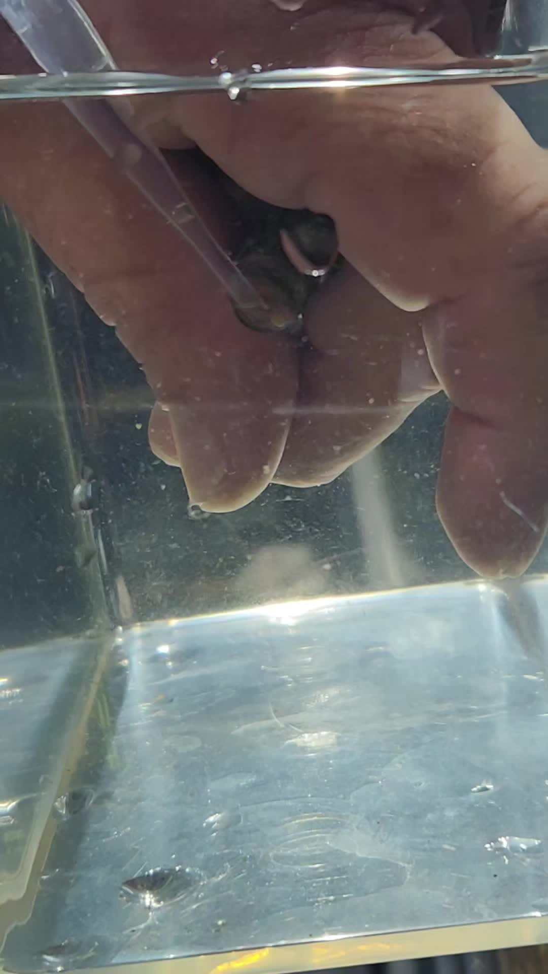 @voyeurs of aquatics