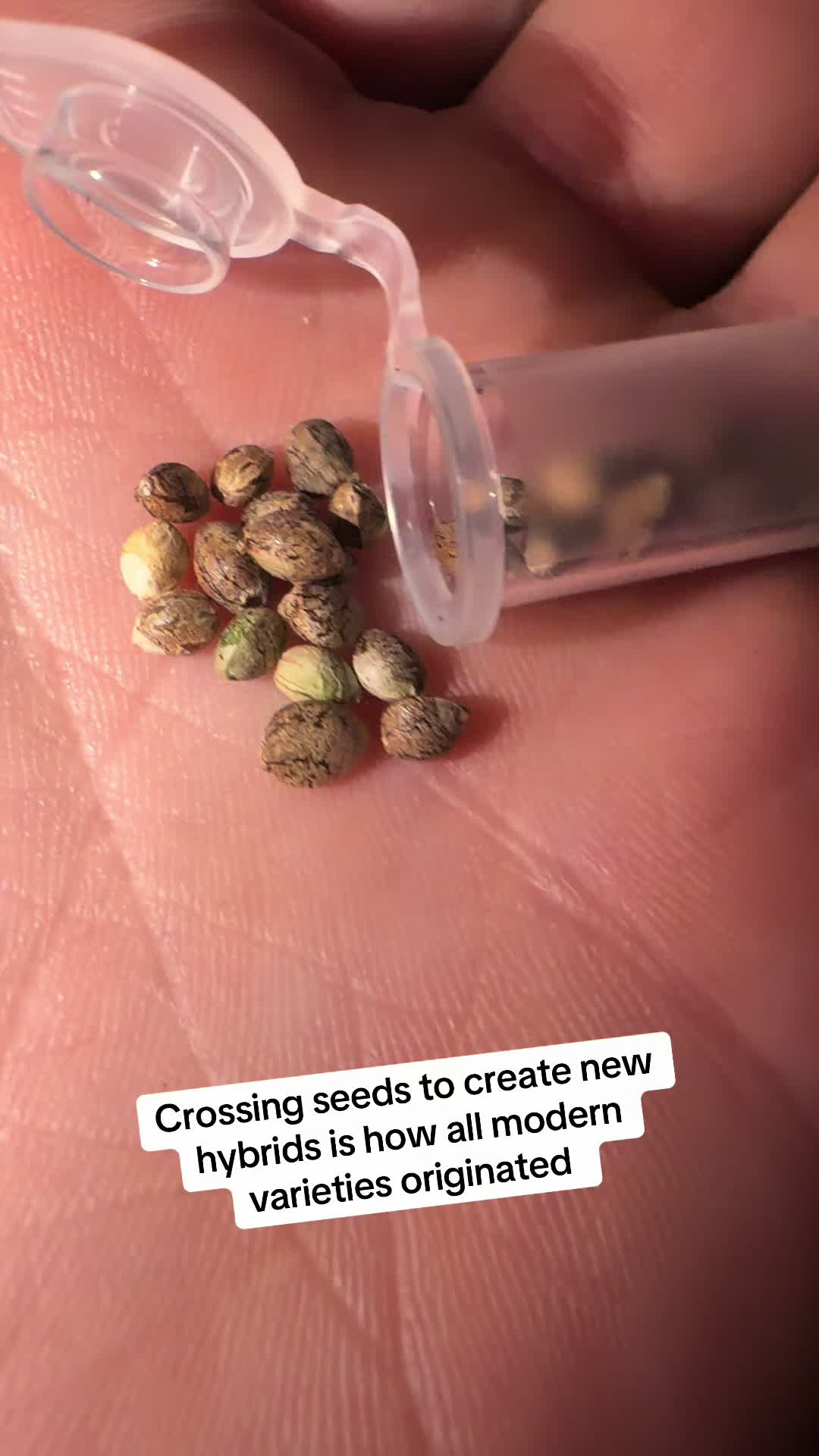 @SEEDTIVA