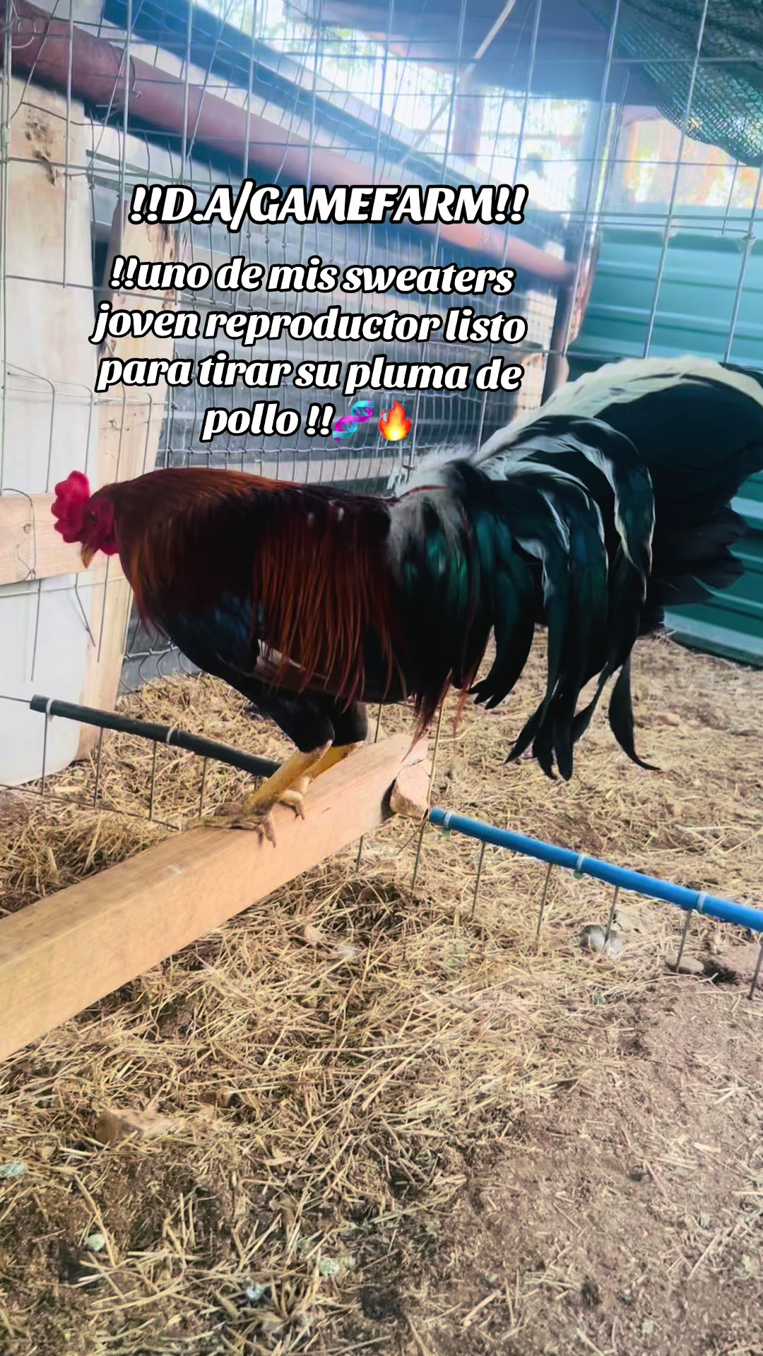 @DAgamefarm