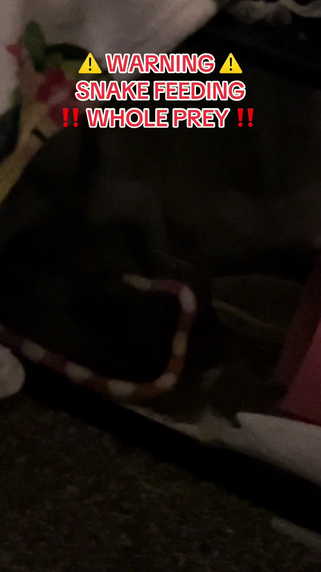@snake._.tales