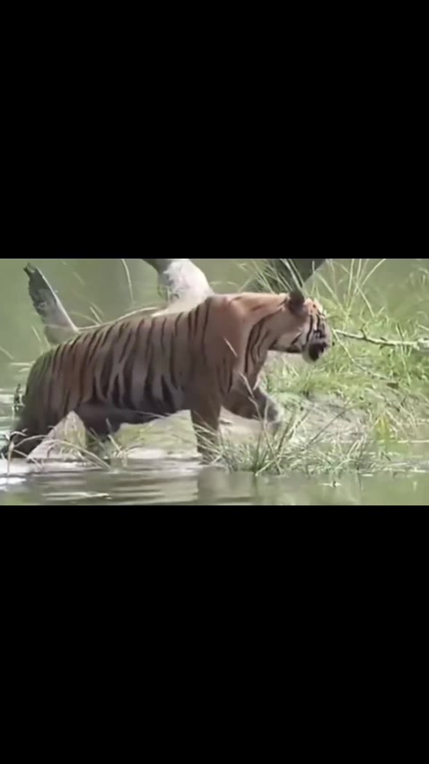 @ღ # 𝑻𝑰𝑮𝑹𝑬𝑺𝑺. 🐅 ❦