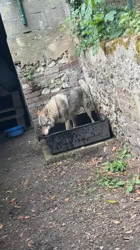 @🐺🐺❤