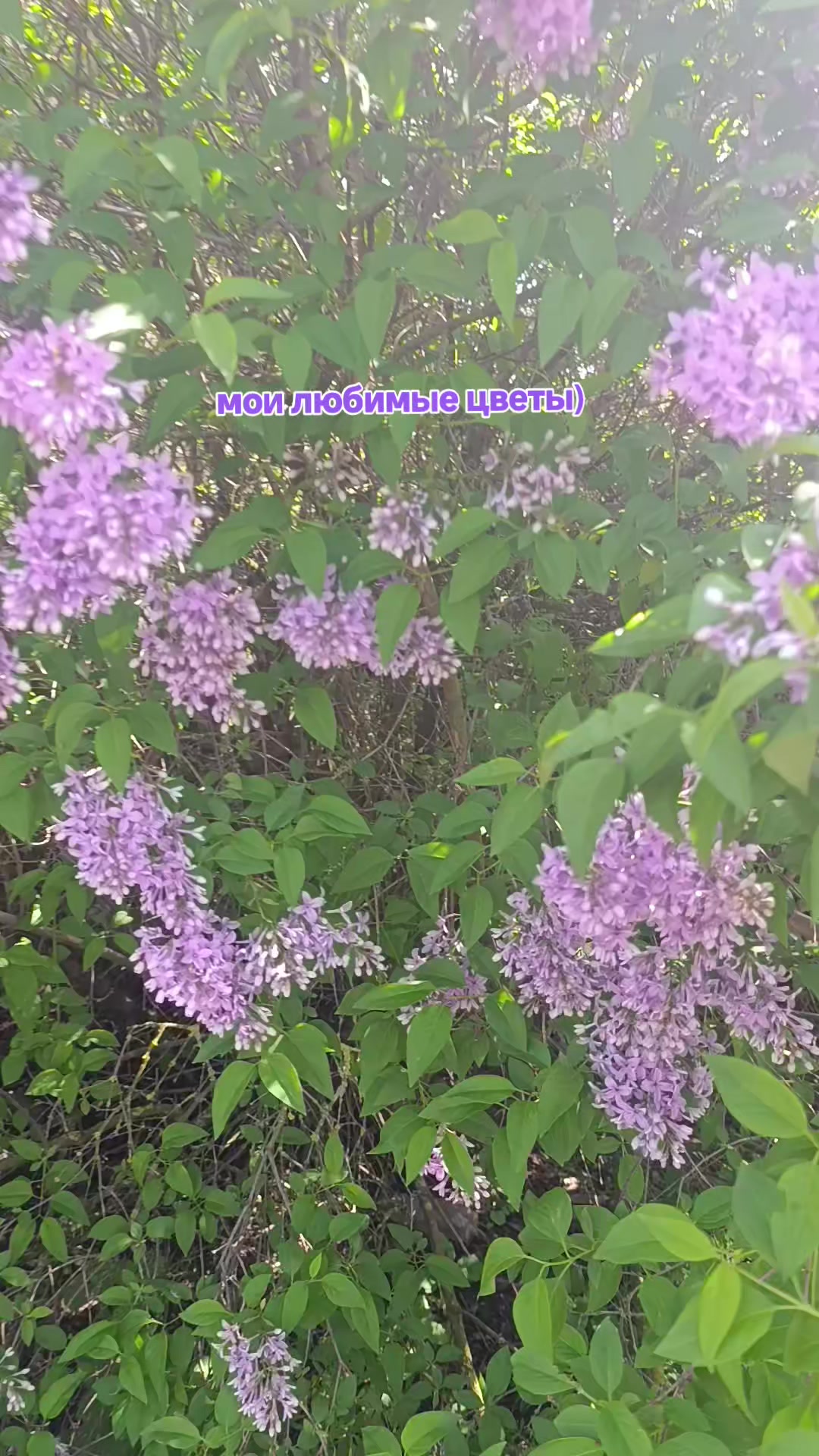 @Svetlana🌸