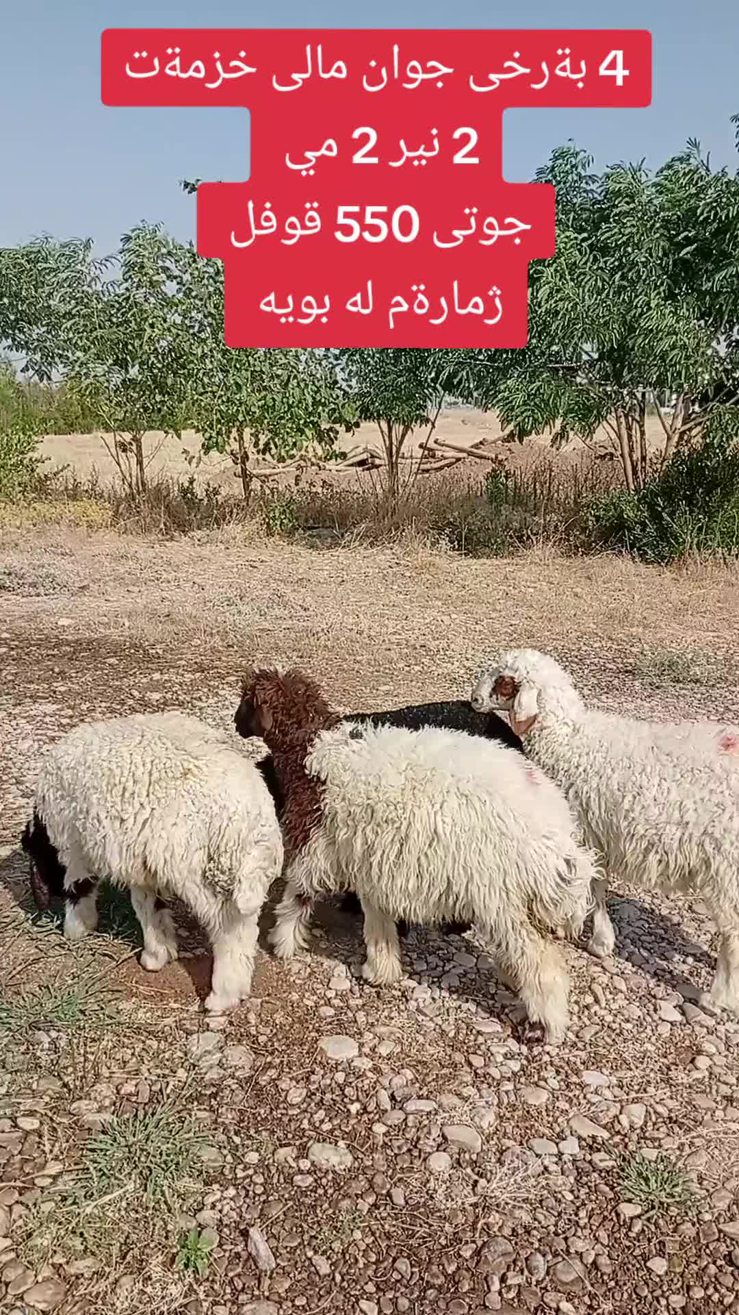 @احمد الكوردي