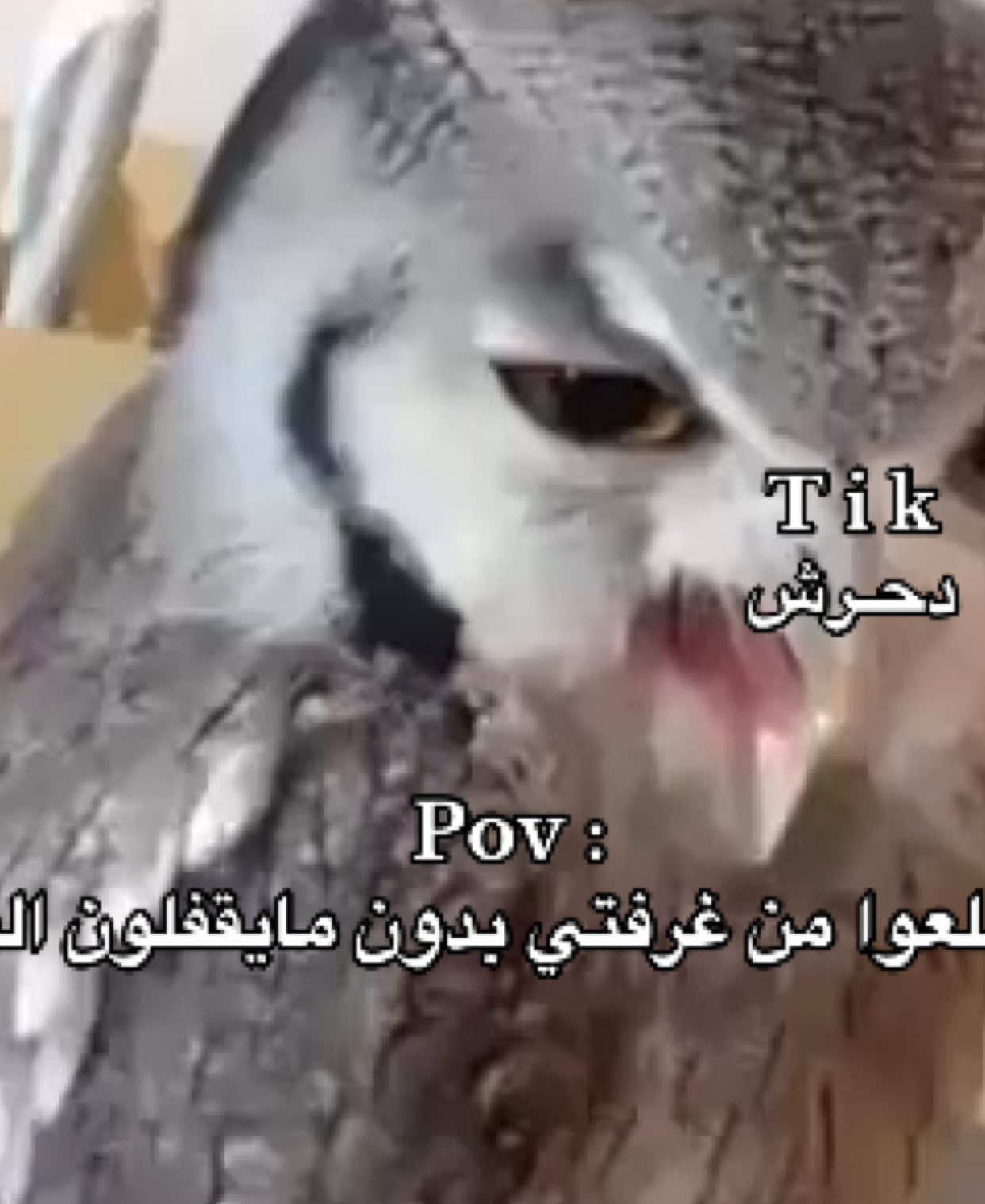 @دحرش | ضحك 😂