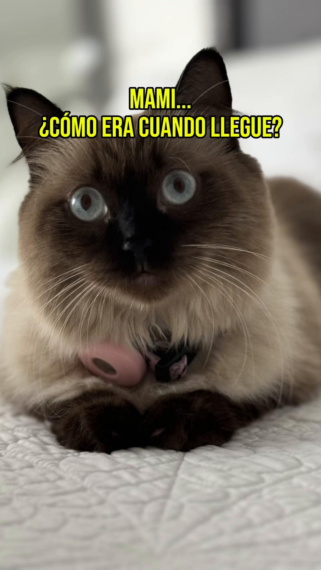 @lauratrujillo.oficial