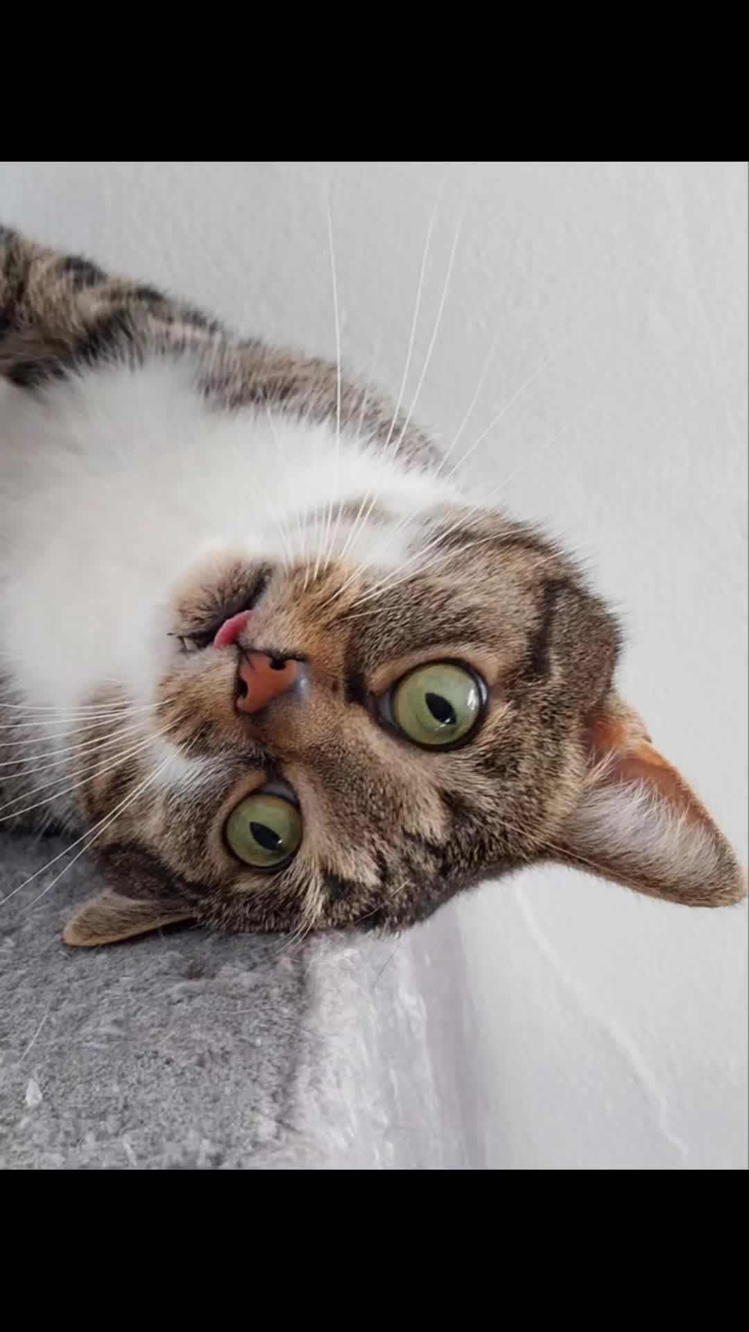 @Scotty🐱🐾🐱🐾 🐱🐾🐱🐾🐱🐾