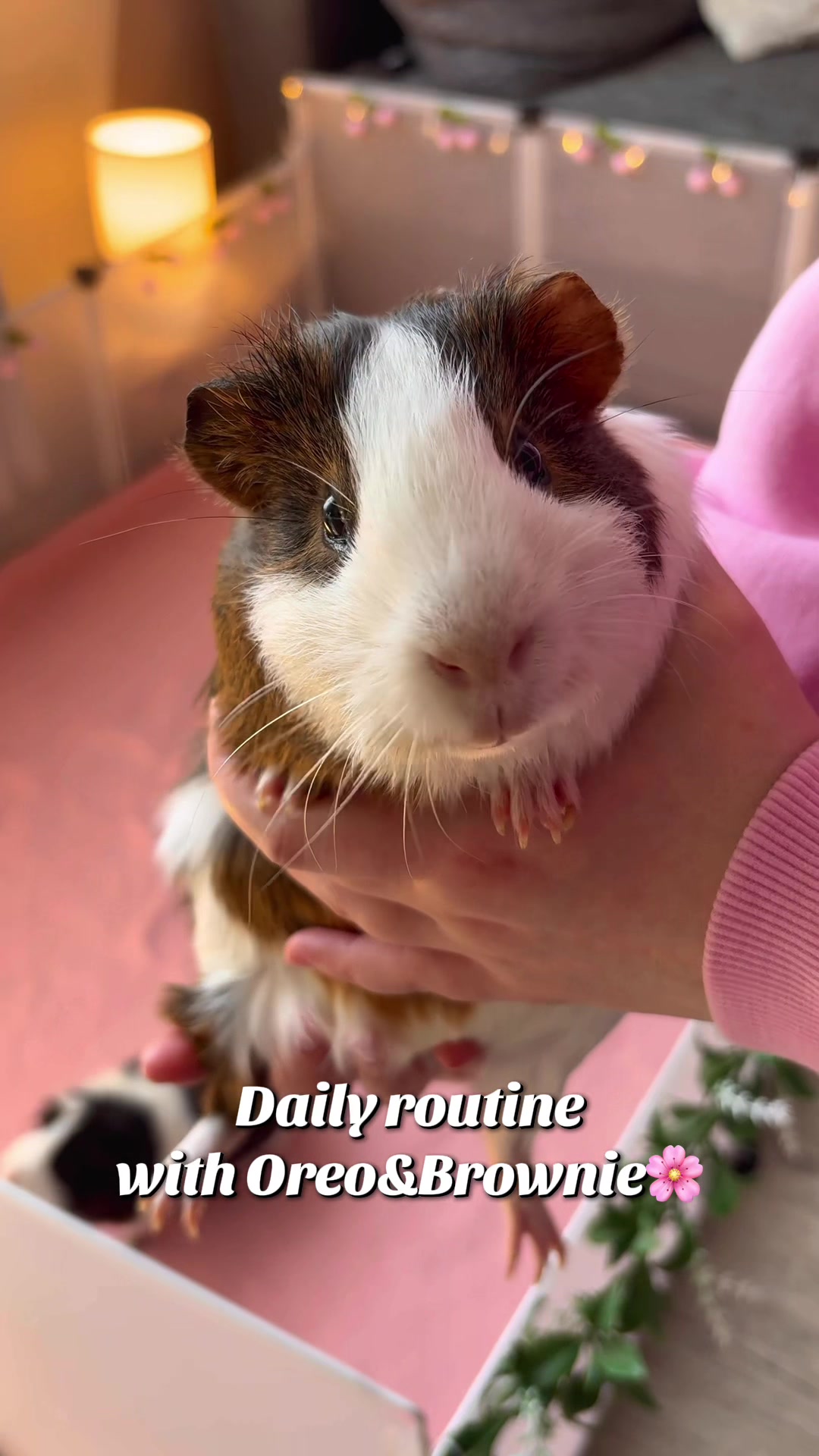 @friendly_guinea_pigs
