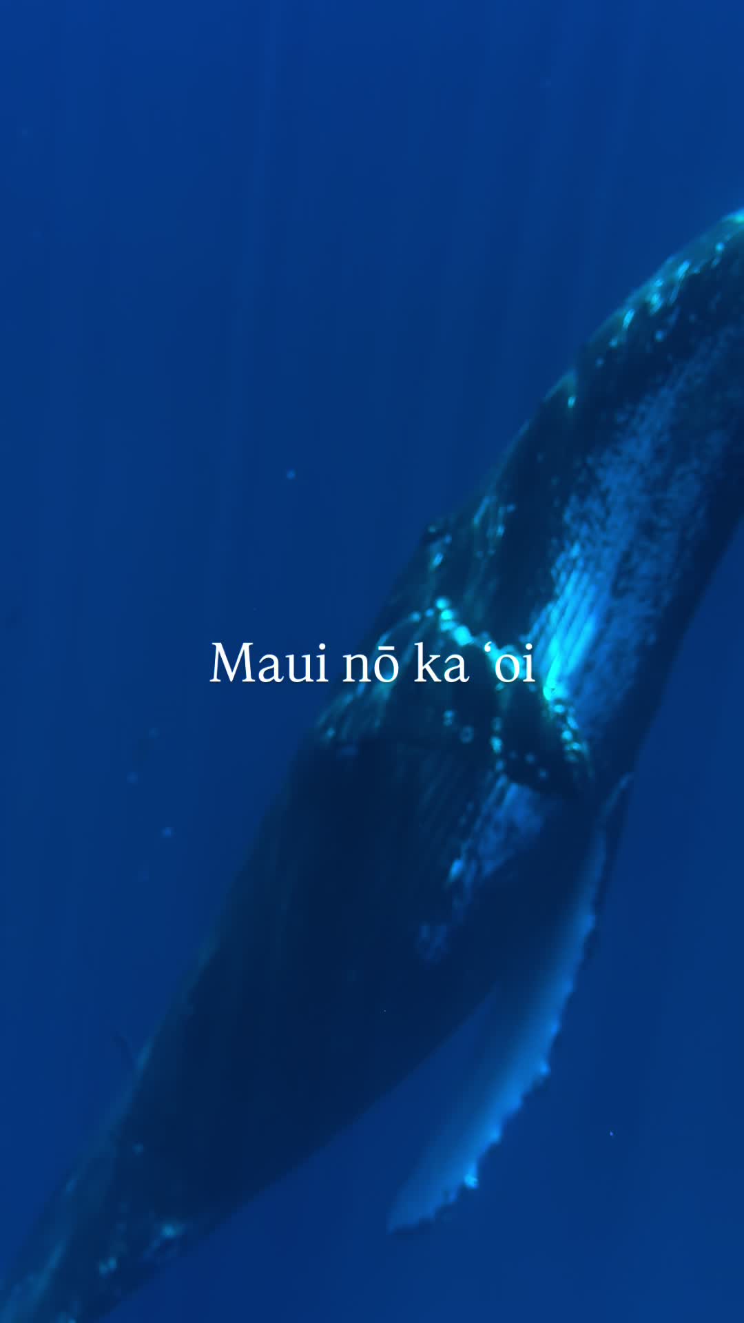 @Hawaii Ocean Rafting